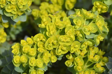 Myrtle çiçekleri - Latince adı - Euphorbia myrsinites