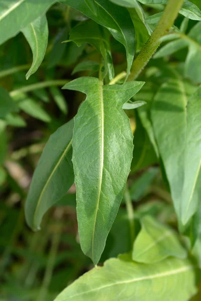 stock image Turkish rocket green leaves - Latin name - Bunias orientalis