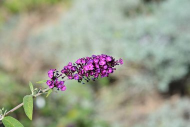 Çiçekli yaz leylağı - Latince adı - Buddleja davidii 