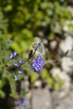 Mavi Sakal Mavi Çiçekler - Latince adı - Caryopteris x Clandonensis