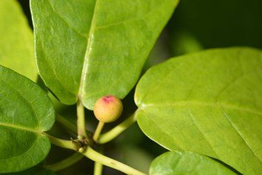 Yeşil yapraklı ve meyveli Japon incir dalı - Latince adı Ficus erecta