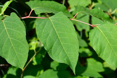 Japon düğümü yaprakları - Latince adı - Fallopia japonica