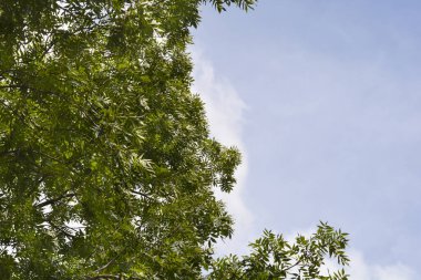 Mavi gökyüzünde yaprakları olan yaygın kül dalları - Latince adı - Fraxinus Excelsior