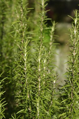 Rosemary yaprakları - Latince adı - Rosmarinus officinalis