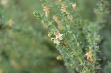 Visianis savory leaves and small flowers - Latin name - Satureja visianii