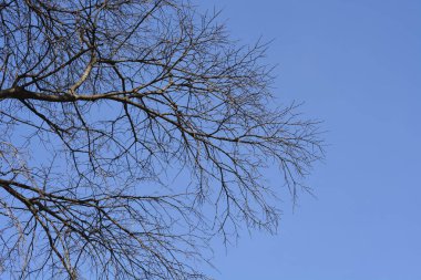 Mavi gökyüzüne karşı tomurcukları olan Avrupa ısırgan otu dalları - Latince adı - Celtis australis