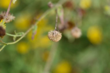 Küçük pire tohumu başı - Latince adı - Pulicaria vulgaris
