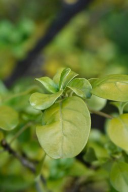 Ayna Bush ayrıldı - Latince isim - Coprosma tövbe etti