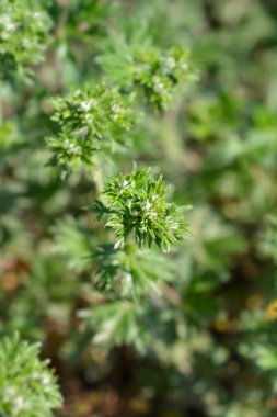 Pamir Cinquefoil çiçek tomurcukları - Latince adı - Potentilla pamirica