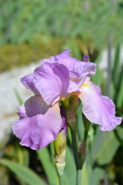 Uzun sakallı bir iris Pembe Plume 'nin yakın plan fotoğrafı - Latince adı - Iris Barbata elatior Pembe Plume