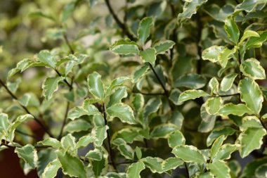 Çeşitli Kohuhu Gümüş Kraliçesi Latince adı Pittosporum tenuifolium Gümüş Kraliçesi olarak ayrılır.
