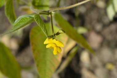 Black gram leaves and yellow flowers - Latin name - Vigna mungo