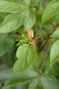 Levant pamuk yaprakları ve çiçek tomurcukları - Latince adı - Gossypium herbaceum