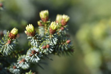 İğne ve tomurcuklu Sırp ladin dalları - Latince adı - Picea omorika Beskid
