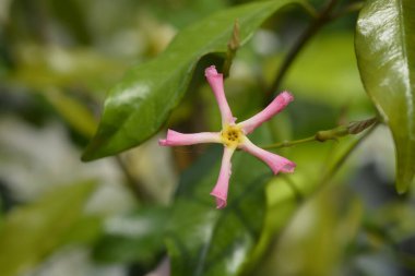 Yıldız yasemin pembe çiçeği - Latince adı - Trachelospermum jasminoides Sicilya Yıldızı