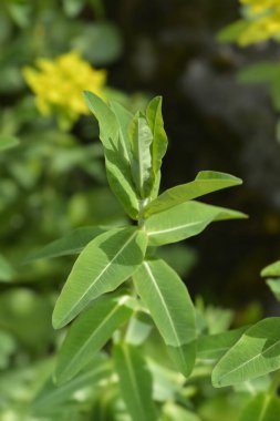 Yastık örtüsü yaprakları - Latince adı - Euphorbia epitymoides