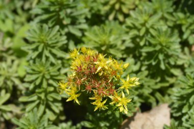 Orange Stonecrop Weihenstephaner Altın Çiçekleri Latince adı Sedum Kamtschaticum var. Floriferum Weihenstephaner Altın