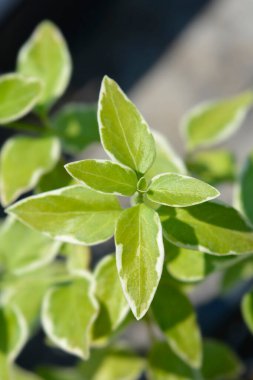 Latince adı Vinca major Variegata olan daha büyük menekşe yaprakları