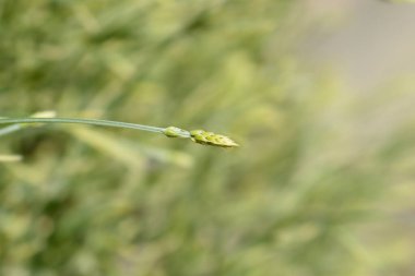 Latince adı Lavandula angustifolia Platin Sarışın Lavandula
