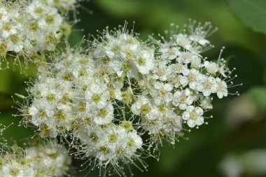 Japon spirea beyaz çiçekleri - bilimsel adı - Spiraea japonica Çifte Oyun Mavi Kazoo