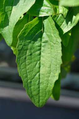 Coneflower Butterfly Yaprakları - Latince adı - Echinacea purpurea Butterfly Öpüyor