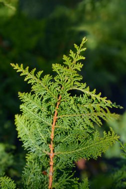 Hinoki servisi Dilatush - Latince adı Chamaecyparis obtusa Dilatush