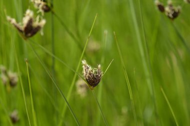 Saltmarsh çiçekleri - Latince adı - Bolboschoenus maritimus
