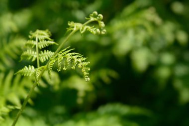 Kartal eğreltiotu yeşil yaprakları - bilimsel adı - Pteridium aquilinum