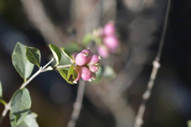 Böğürtlenli Snowberry Sihirli Şeker şubesi - Latince adı - Symphoricarpos Sihirli Şeker