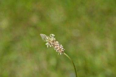 Ribwort Plantain çiçeği - Latince adı - bitkisel lanceolata