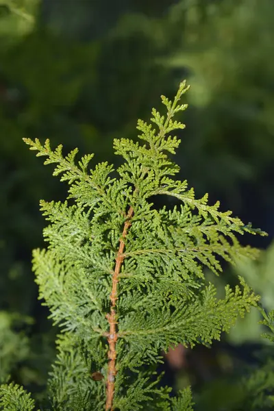 stock image Hinoki cypress Dilatush branch - Latin name - Chamaecyparis obtusa Dilatush