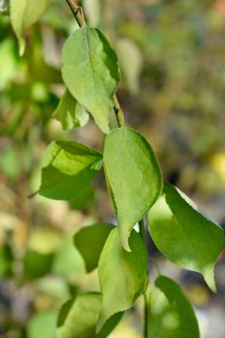 Yeşil yapraklı ağlayan kayısı dalı - bilimsel adı - Prunus mume Pendula