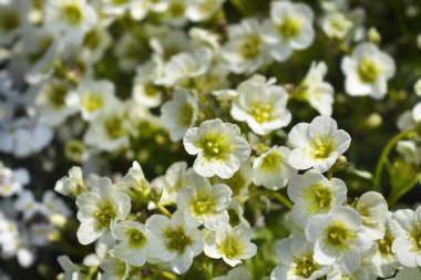 Yosunlu Saxifrage Beyaz çiçekler - Latince adı - Saxifraga Pixie White