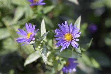 Aster Samoa çiçekleri - Latince adı - Senfoni dumosum Samoa