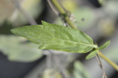 Mavi Sakal Yaprakları - Latince adı - Caryopteris x Clandonensis