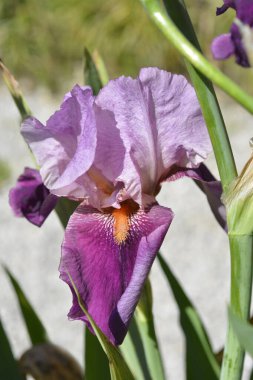 Uzun sakallı iris Camelot gülü Latince adı Iris barbata elatior Camelot gülü