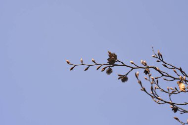 Tomurcukları ve boş tohumları olan Avrupa Kayın Şubesi - Latince adı - Fagus sylvatica