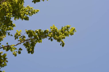 Mavi gökyüzüne karşı yaprakları ve tohumları olan doğu boynuz demeti dalları - Latince adı - Carpinus orientalis