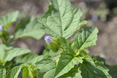 Peru yaprakları ve çiçek tomurcukları - Latince adı - Nicandra physalodes