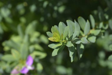 Myrtle yapraklı süt otu yaprakları - Latince adı - Polygala myrtifolia