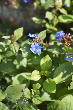 Mavi Leadwort çiçeği - Latince adı - Ceratostigma plumbaginoides