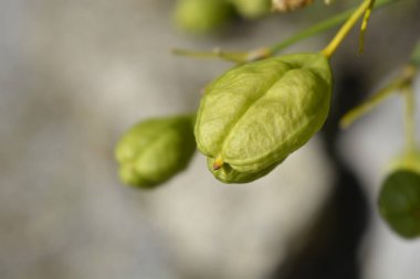 Blackberry zambak tohumu kapsülü - Latince adı - Iris domestica