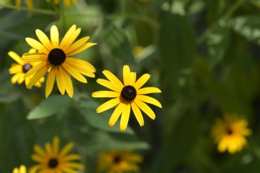 Black-eyed Susan flowers - Latin name - Rudbeckia hirta