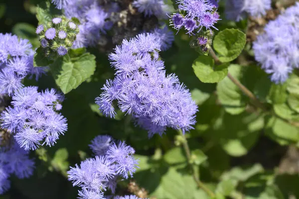 Mavi Diş Çiçekleri - Latince adı - Ageratum houstonianum