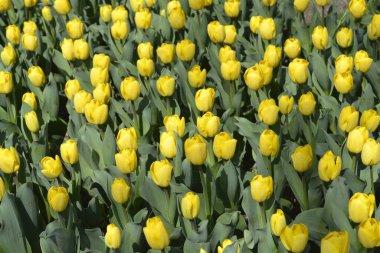 Lale Güçlü Altın Çiçekler - Latince adı - Tulipa Güçlü Altın