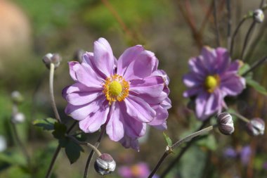 Japon şakayığı Kraliçe Charlotte çiçekleri - Latin adı - Anemone * Melez Kraliçe Charlotte