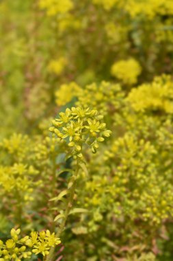 Kaya taşı Angelina çiçekleri - Latince adı - Petrosedum rupestre Angelina
