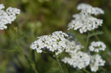 Beyaz Yarrow çiçekleri - Latince adı - Achillea millefolium Beyaz Güzellik