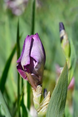 Uzun sakallı iris Camelot Gül çiçeği tomurcuğu - Latince adı - Iris barbata elatior Camelot Rose