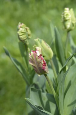 Papağan Tulip Estella Rijnveld çiçek tomurcukları - Latince adı - Tulipa Estella Rijnveld 